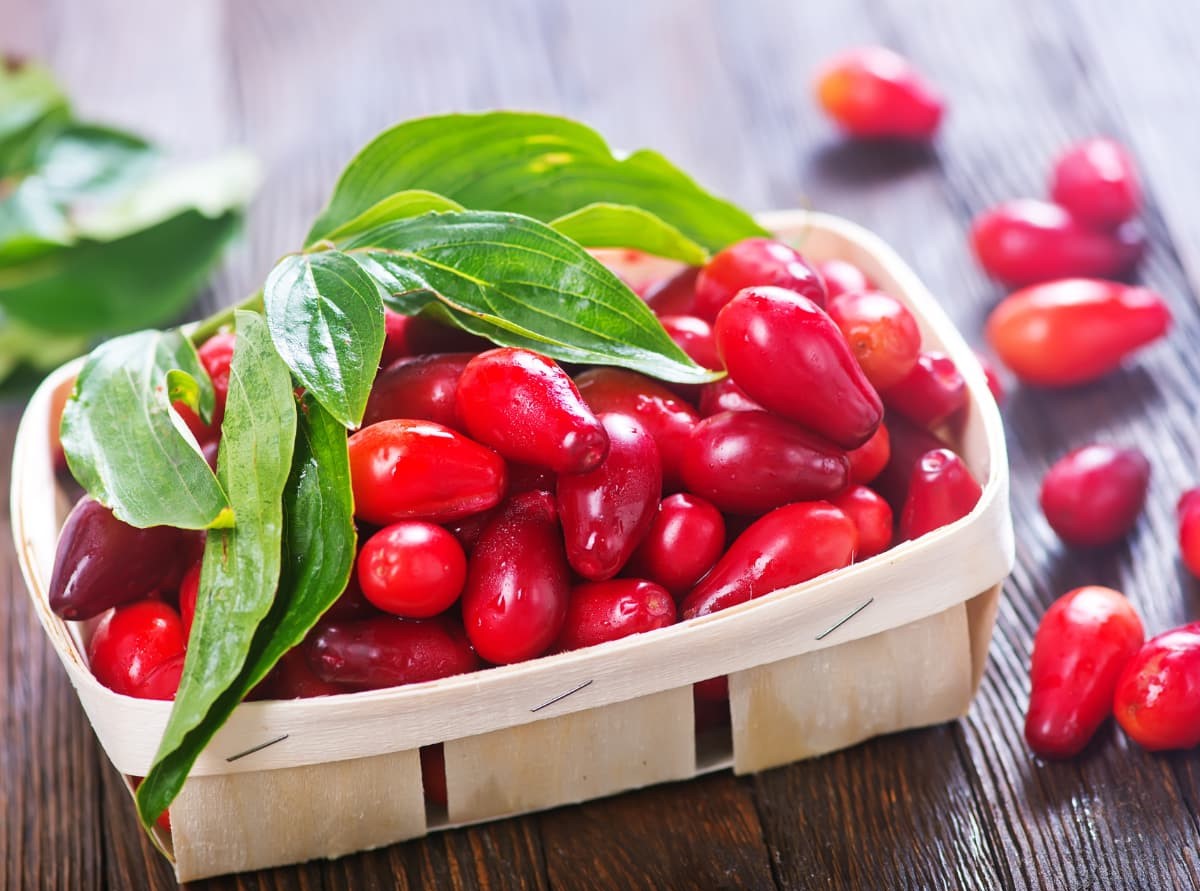 خواص زغال اخته - خواص زغال اخته برای لاغری