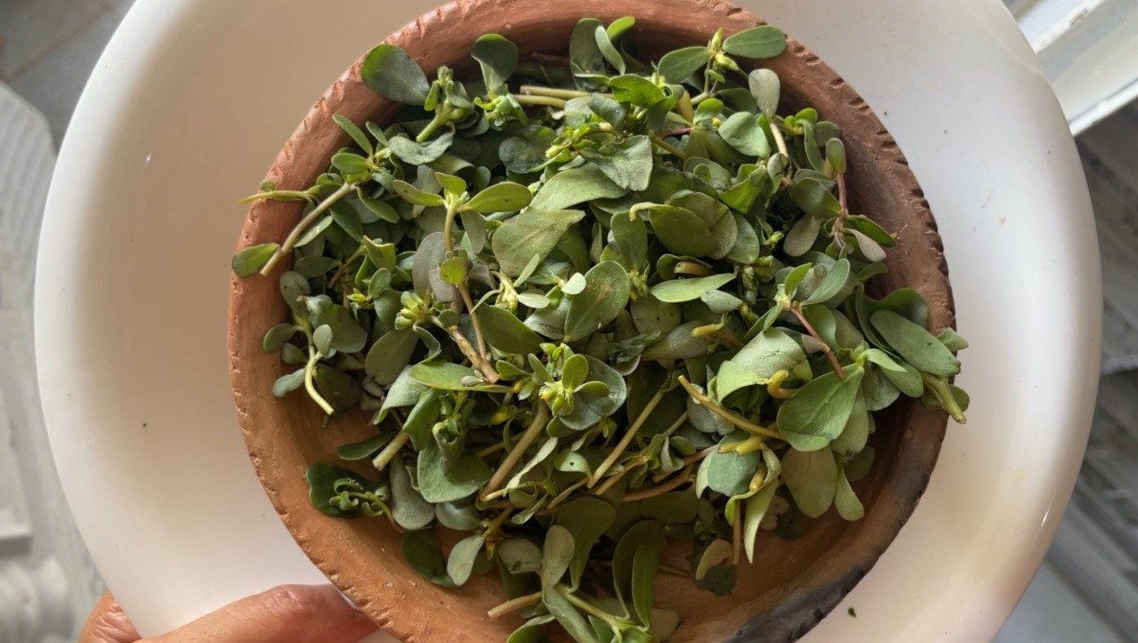 نحوه مصرف گیاه خرفه - تخم خرفه برای چاقی صورت