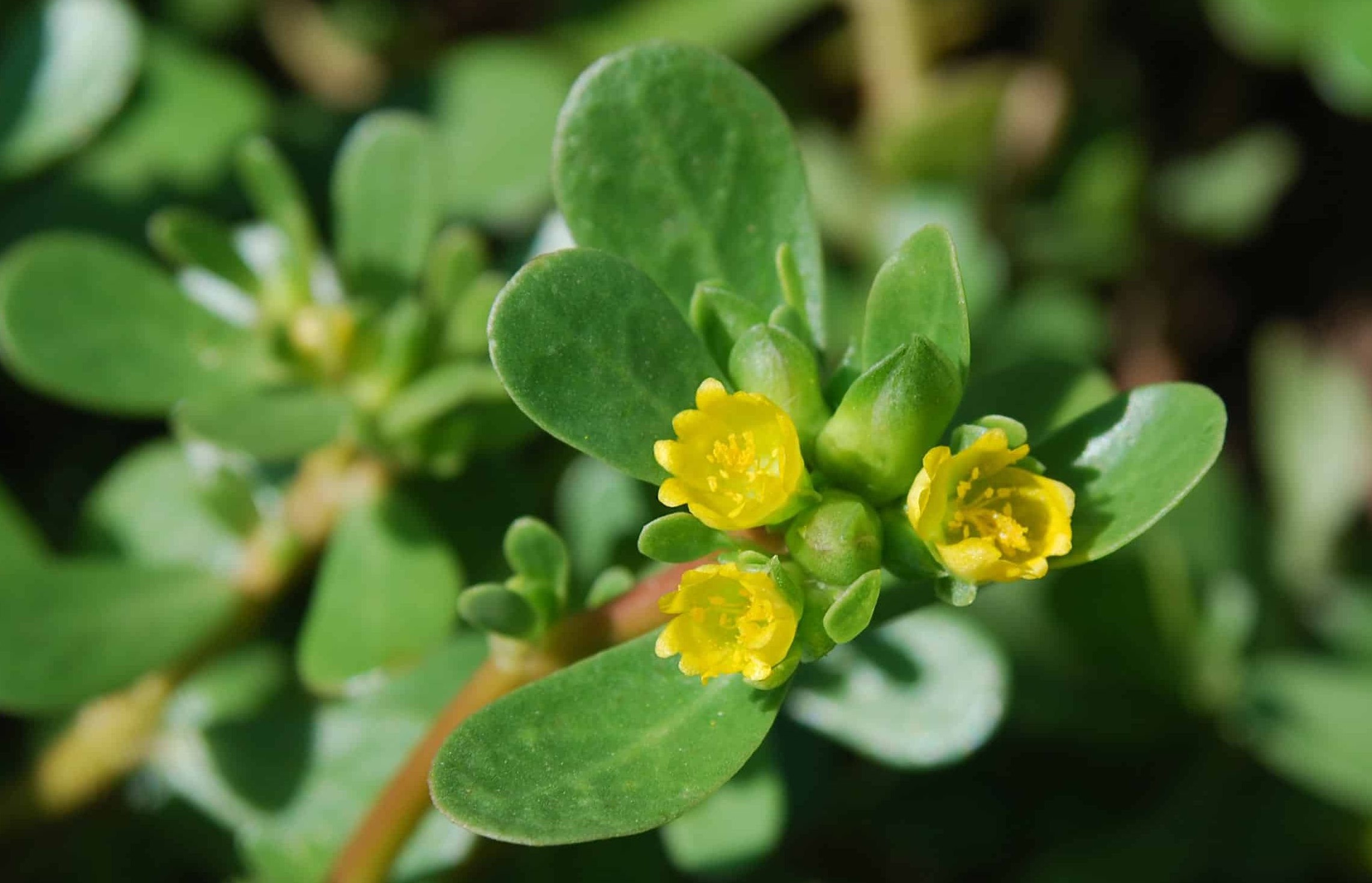 گیاه خرفه - تخم خرفه برای چاقی صورت