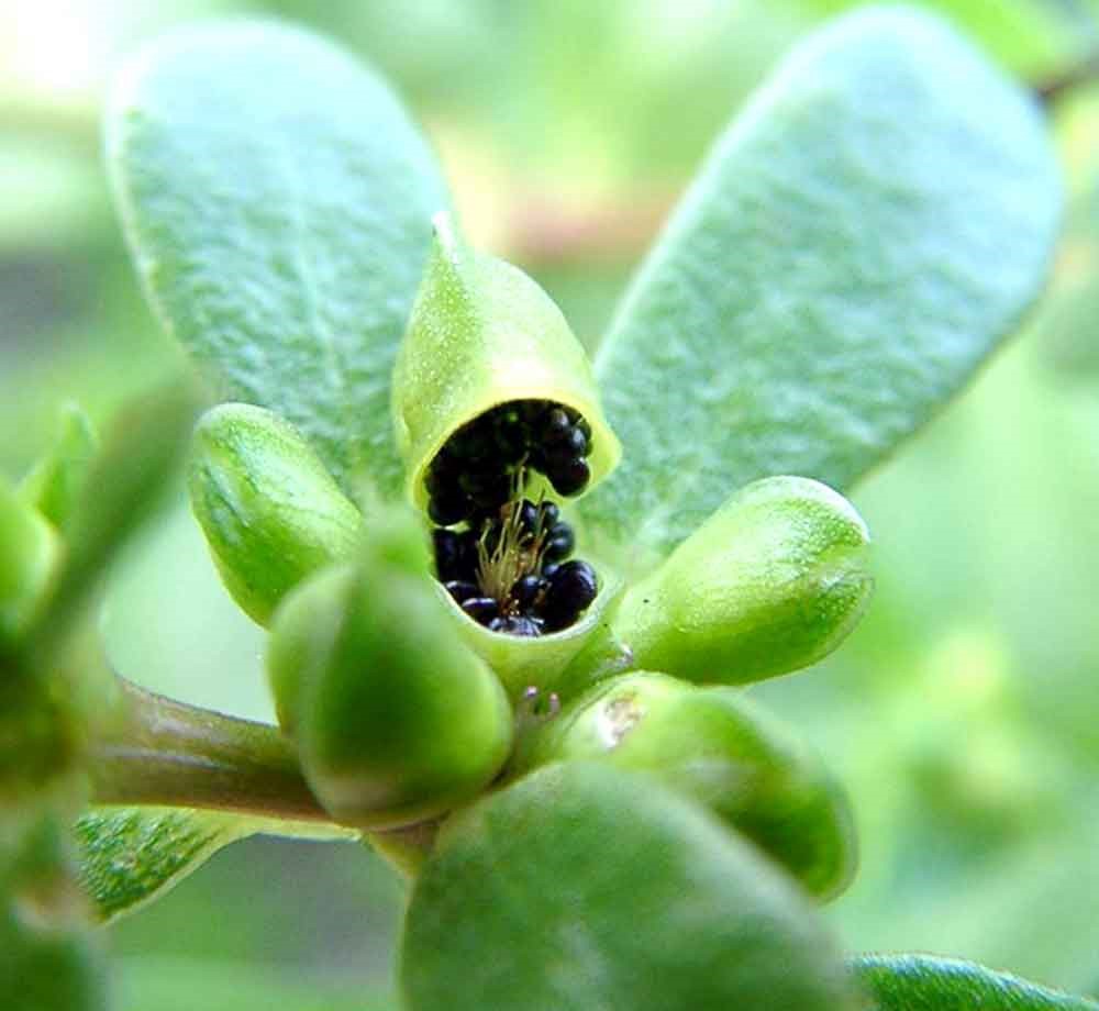 فواید خرفه - تخم خرفه برای چاقی صورت