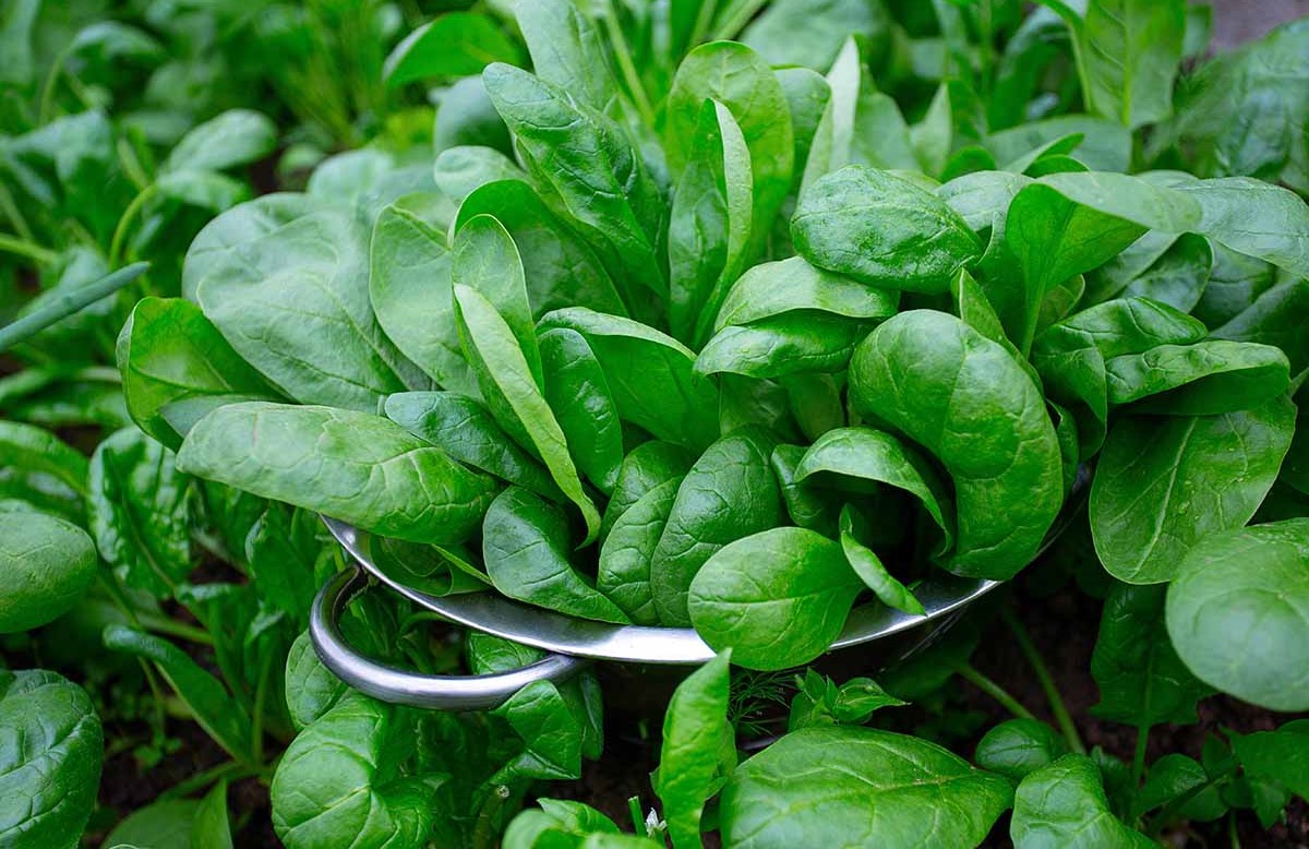 اسفناج - مواد غذایی لاغر کننده