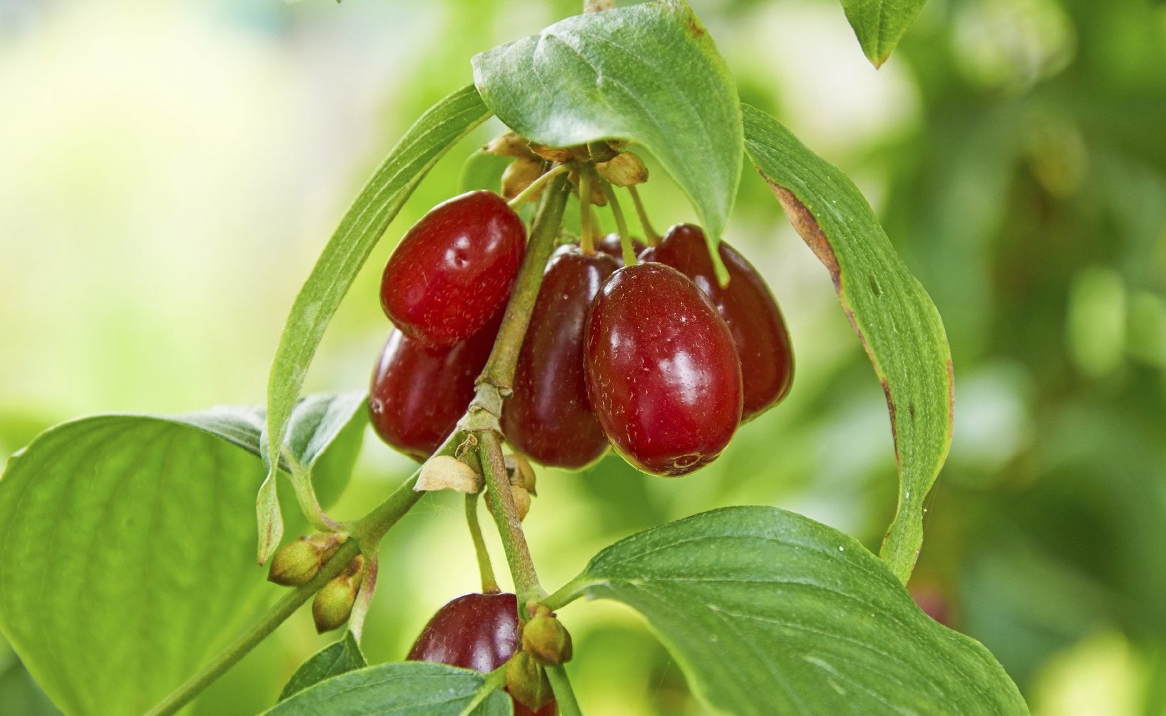 اخته - خواص زغال اخته برای لاغری