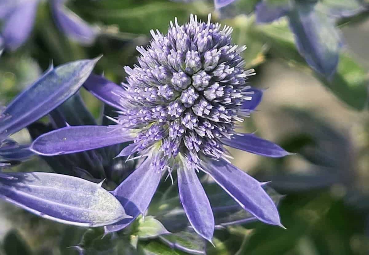 گیاه بوقناق - عرق بوقناق و کاهش وزن