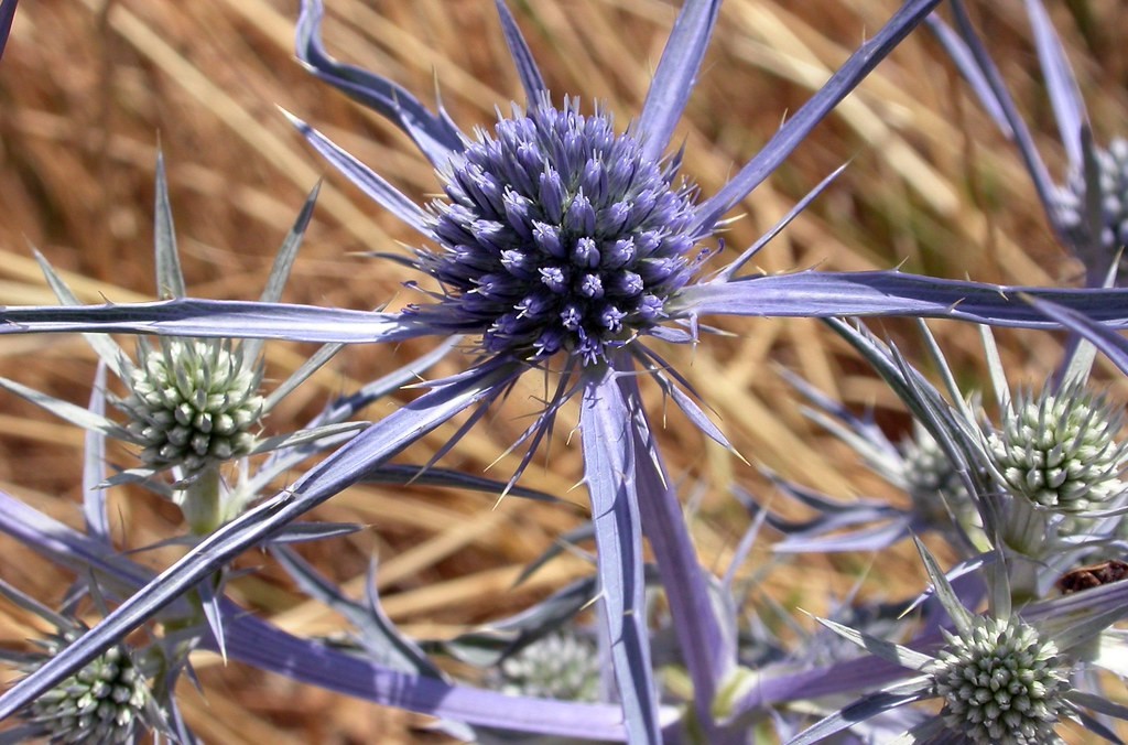 نحوه مصرف گیاه بوقناق - عرق بوقناق و کاهش وزن