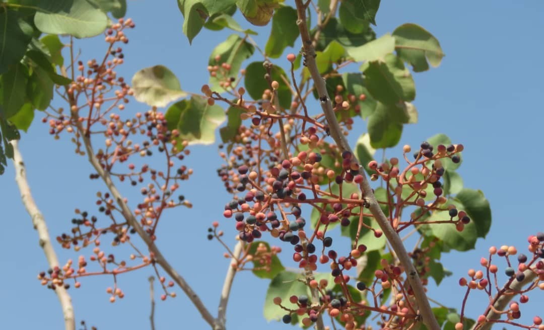 بنه - کلخنگ برای لک صورت