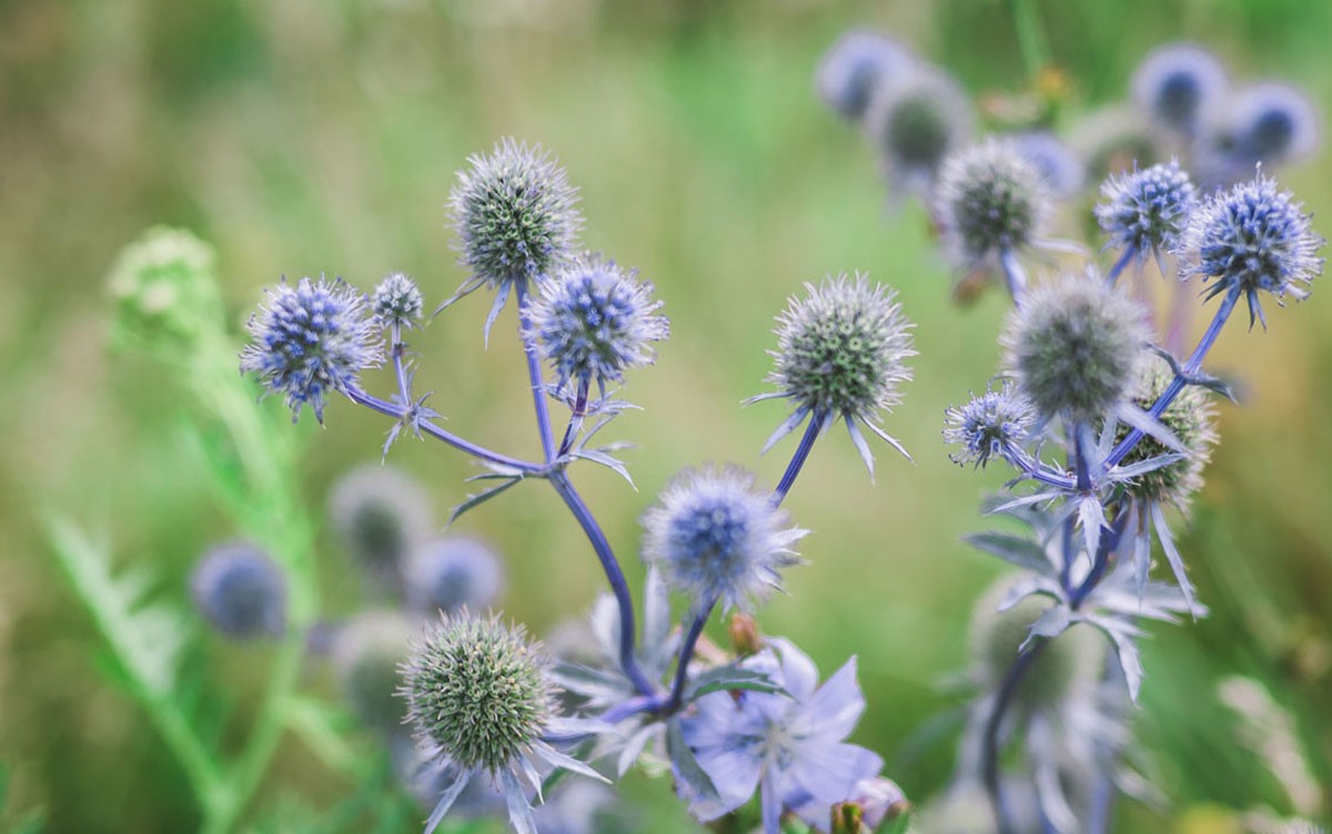 دمنوش بوقناق - عرق بوقناق و کاهش وزن