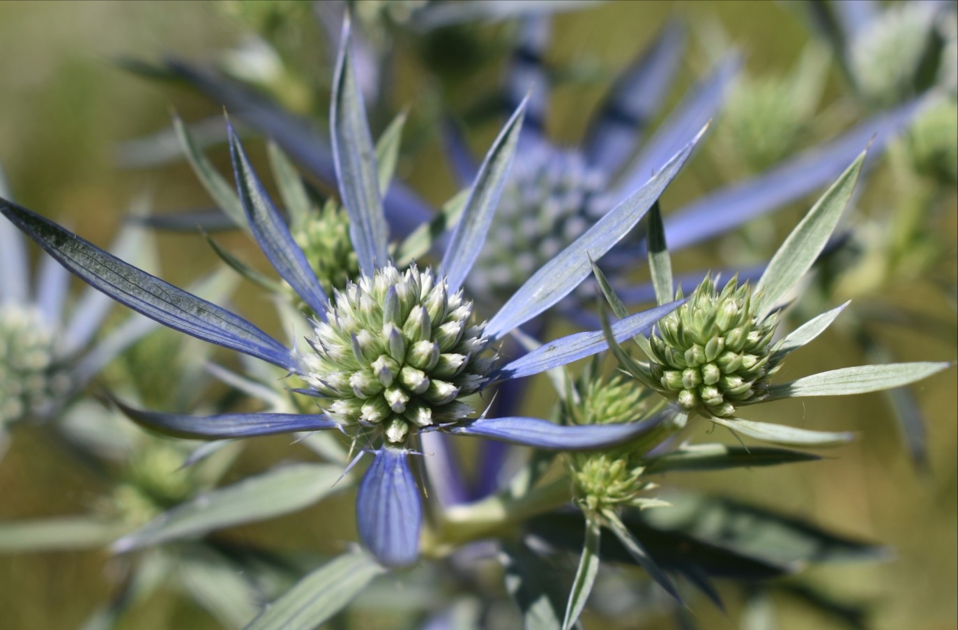 گیاه بوقناق - عرق بوقناق و کاهش وزن