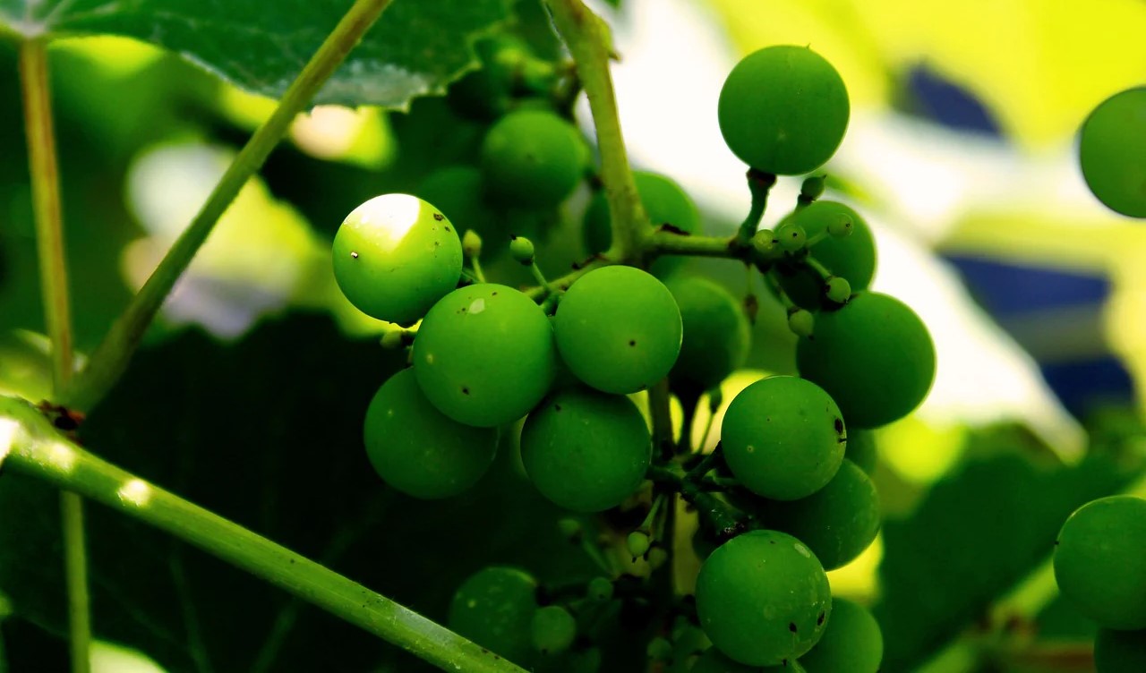 خواص آبغوره - آبغوره برای لاغری شکم