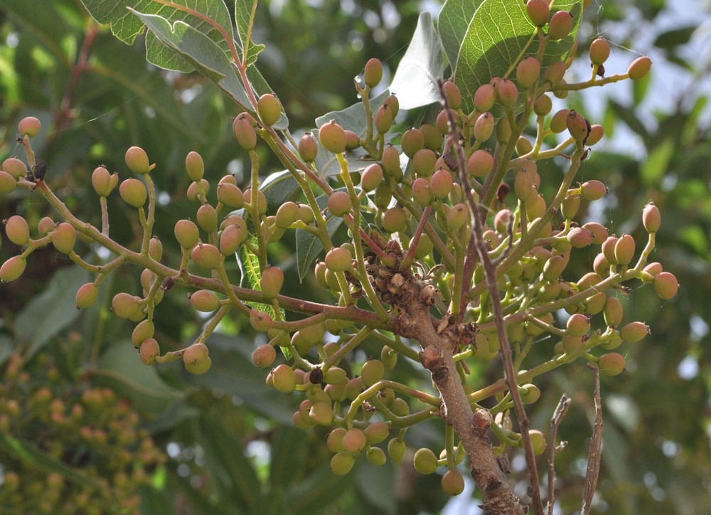 پسته کوهی - کلخنگ برای لک صورت
