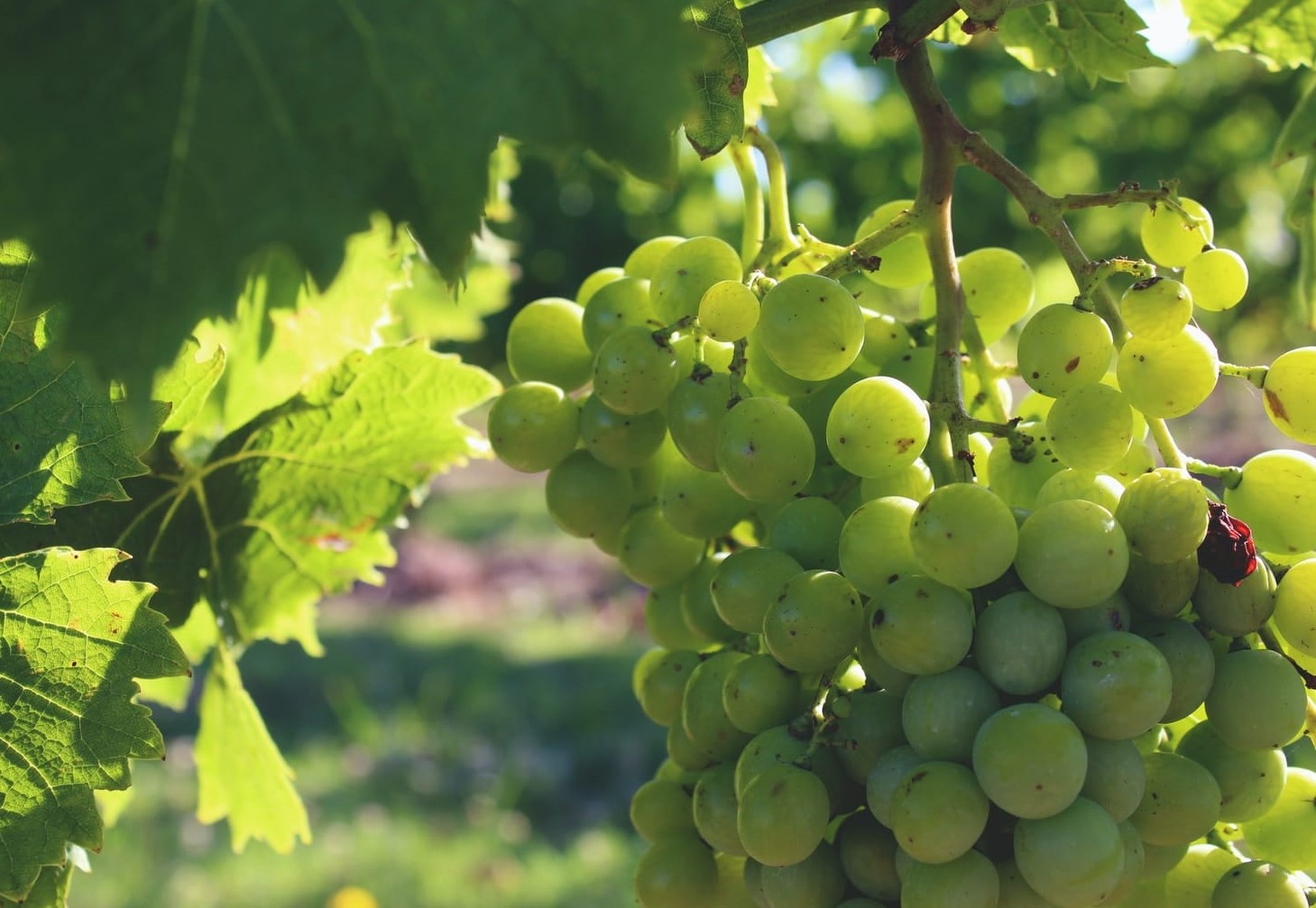 خواص آبغوره - آبغوره برای لاغری شکم