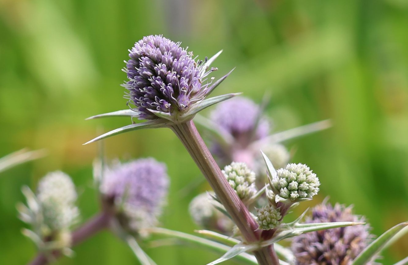 بوقناق - عرق بوقناق و کاهش وزن