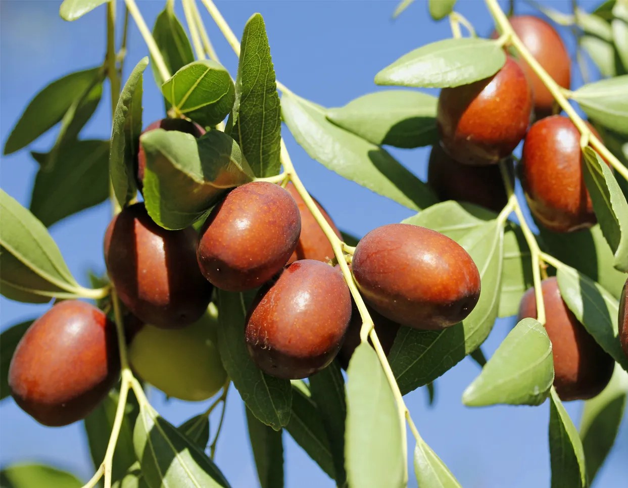 سنجد تازه - خواص سنجد برای لاغری