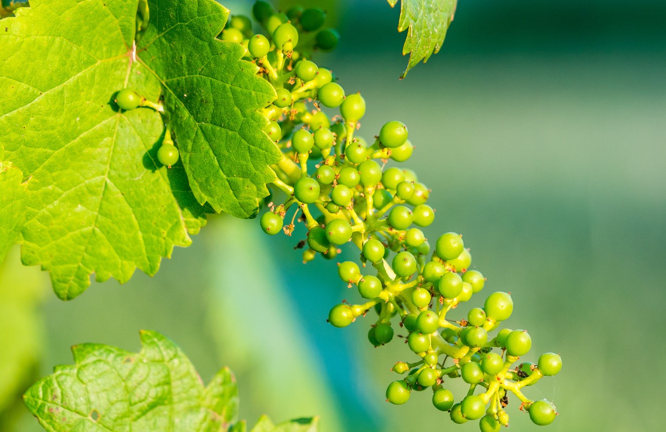 غوره - آبغوره برای لاغری شکم