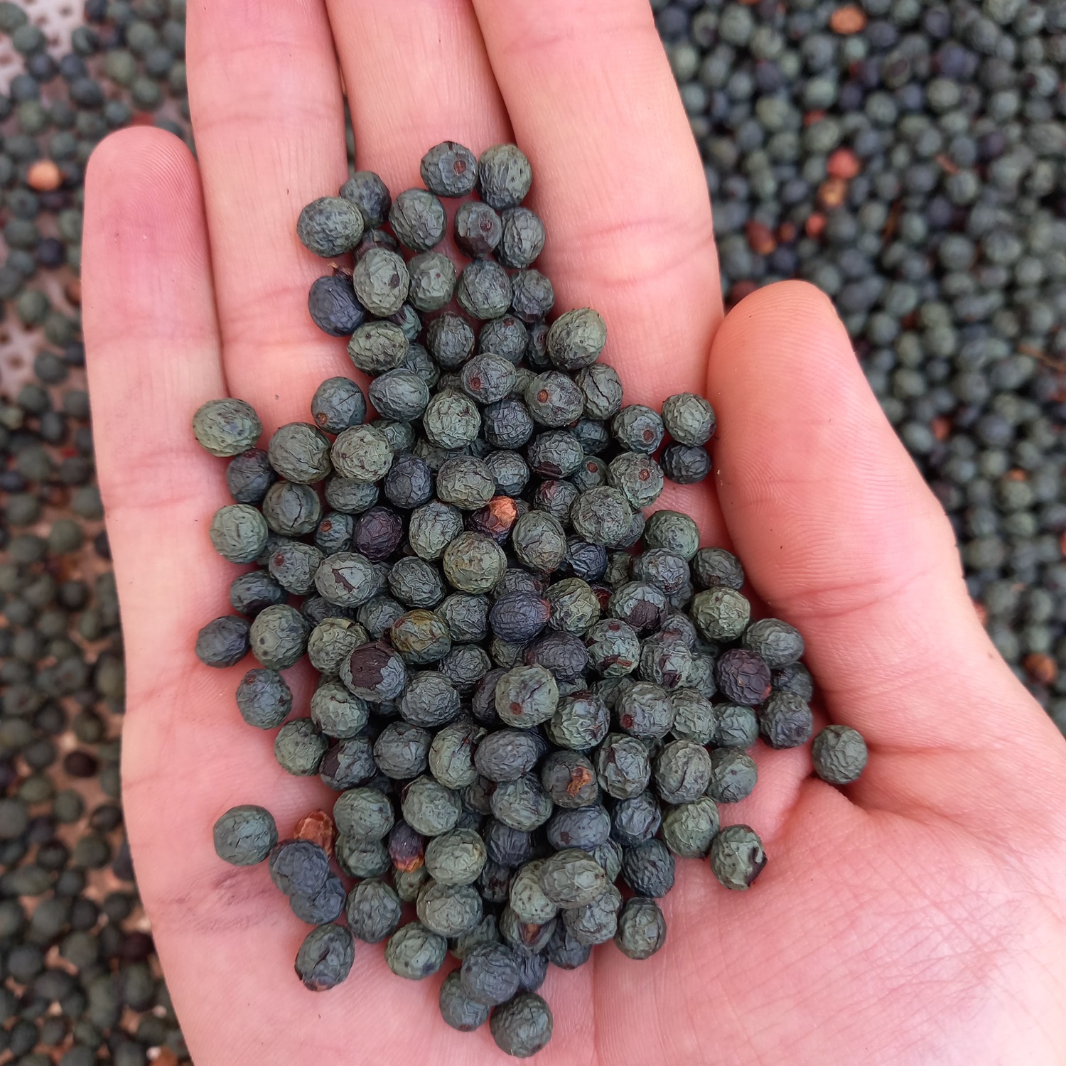 کلخنگ چیست - کلخنگ برای لک صورت