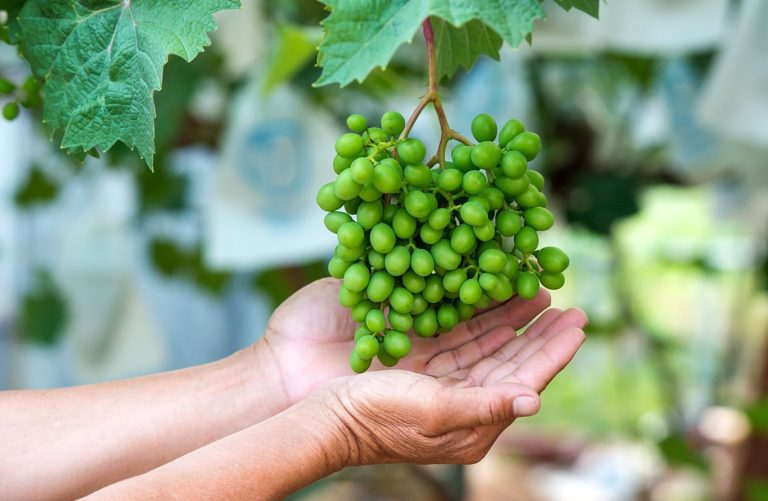 آبغوره برای لاغری شکم