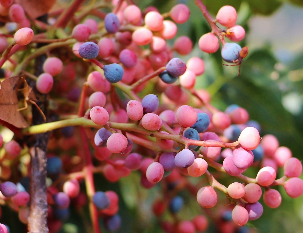 گیاه کلخنگ - کلخنگ برای لک صورت