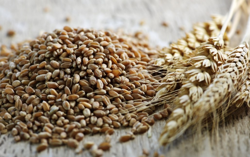 خواص جوانه گندم - پودر جوانه گندم برای چاقی صورت