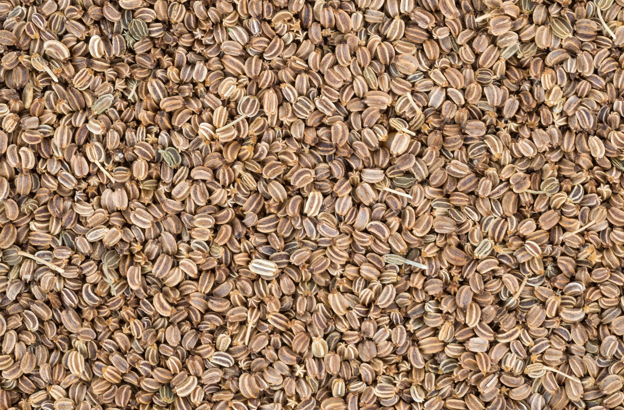 تخم کرفس - تخم کرفس برای لاغری