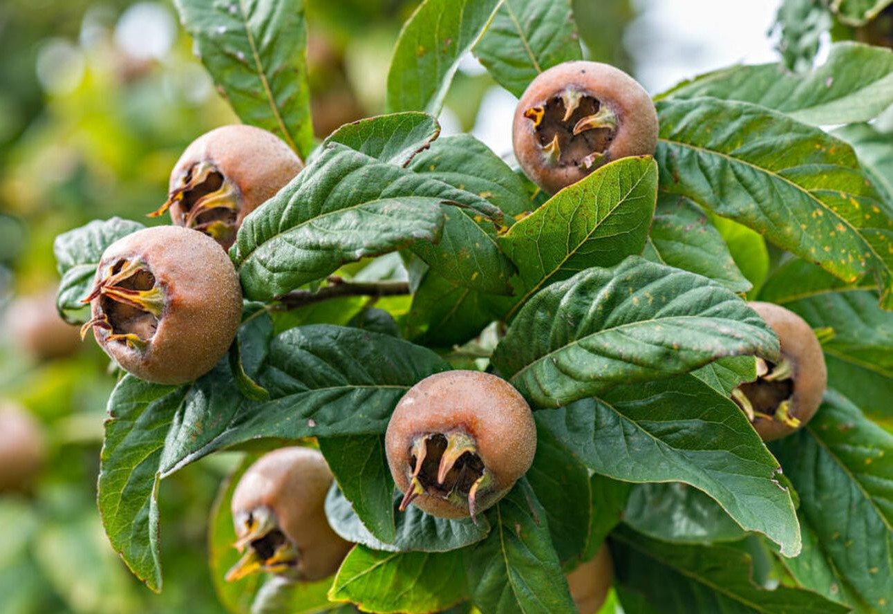 ازگیل - خواص ازگیل برای پوست صورت