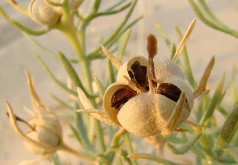 نحوه مصرف اسپند برای لاغری