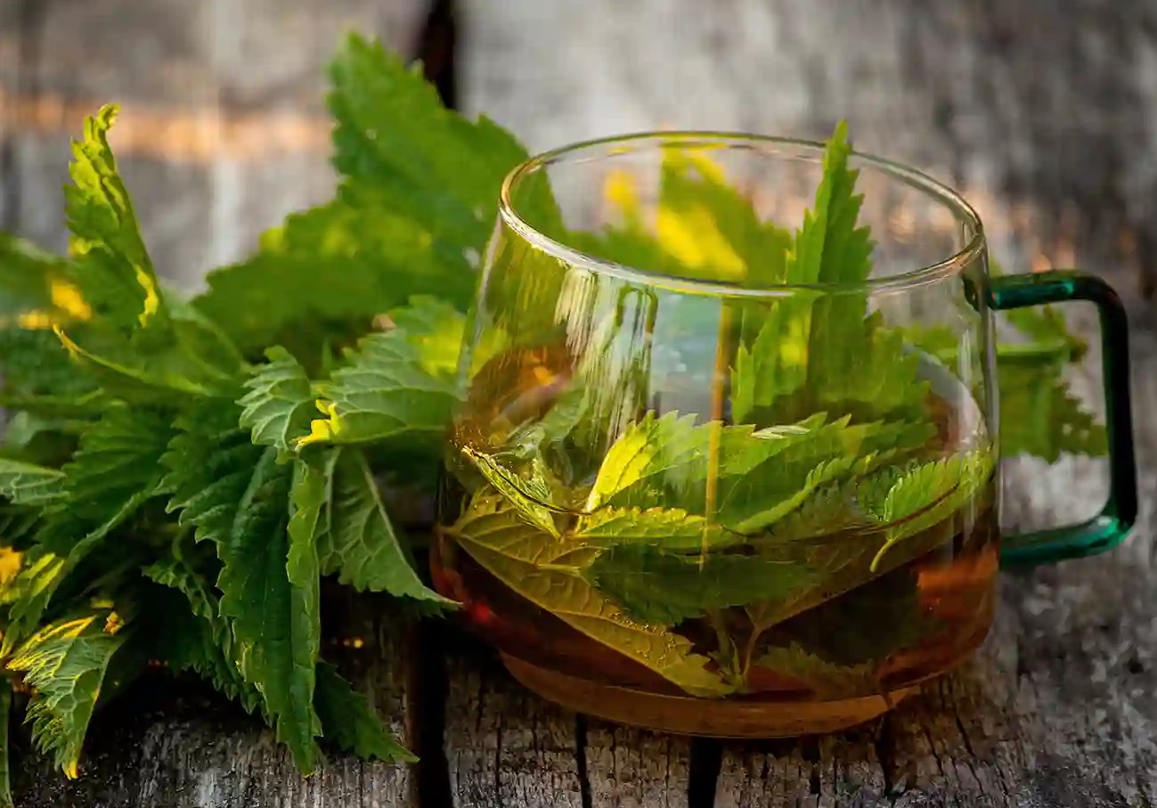 خواص گزنه - دمنوش گزنه برای لاغری