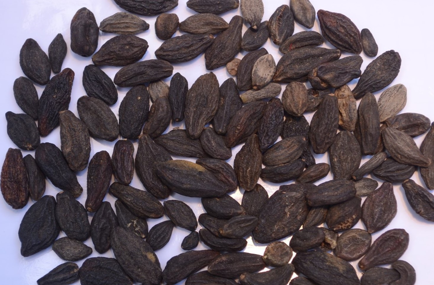 عوارض هلیله - هلیله سیاه برای لاغری