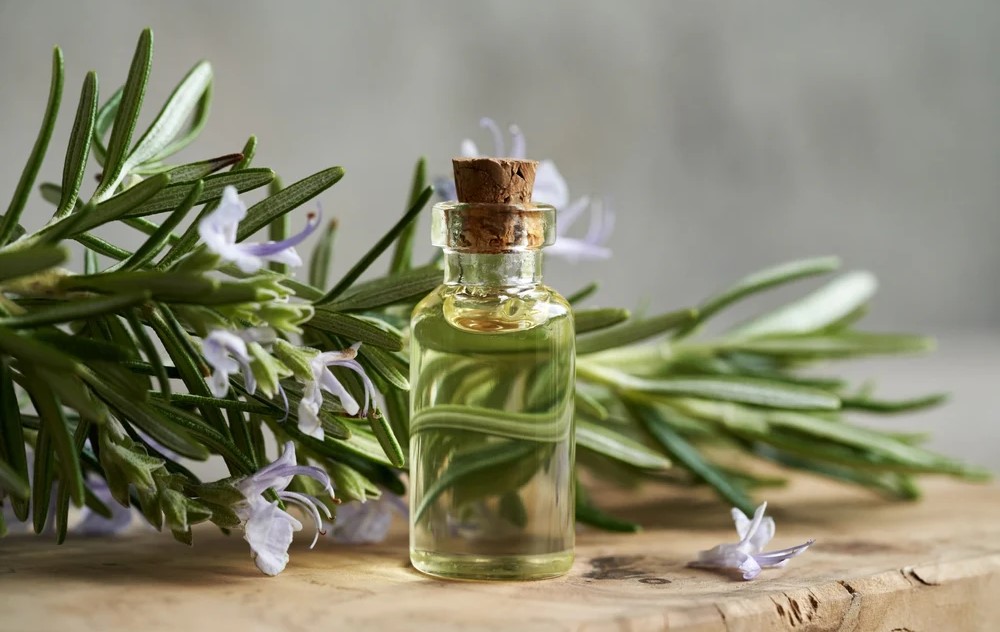 خواص روغن رزماری - جوشانده رزماری برای مو