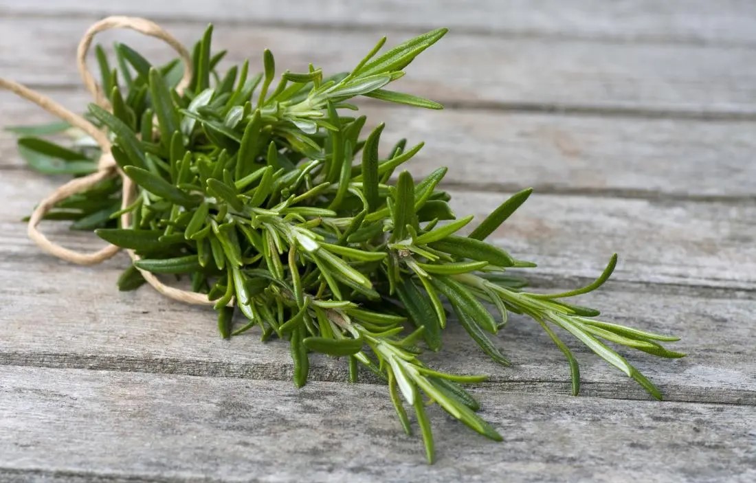 خواص رزماری - جوشانده رزماری برای مو