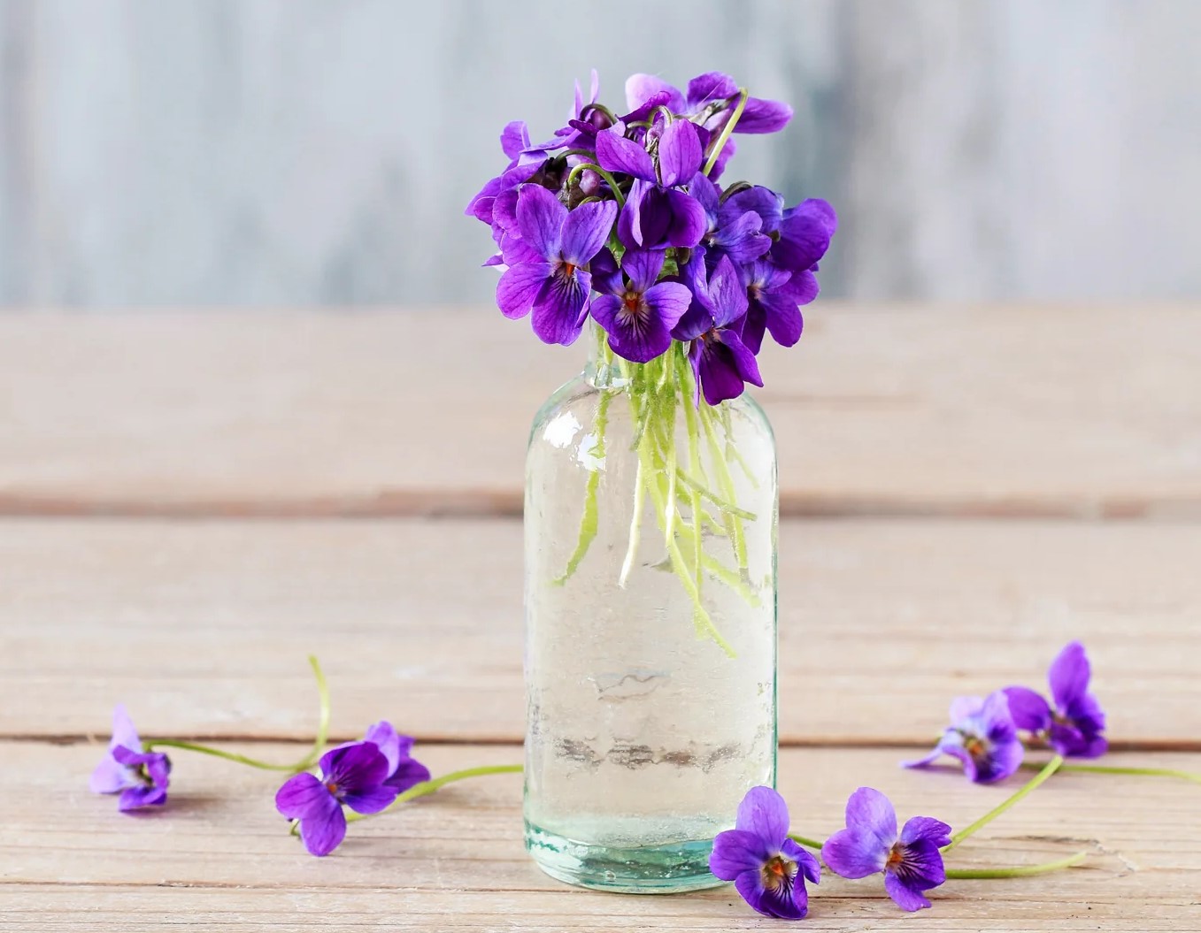 روغن پوست - روغن بنفشه برای چاقی صورت