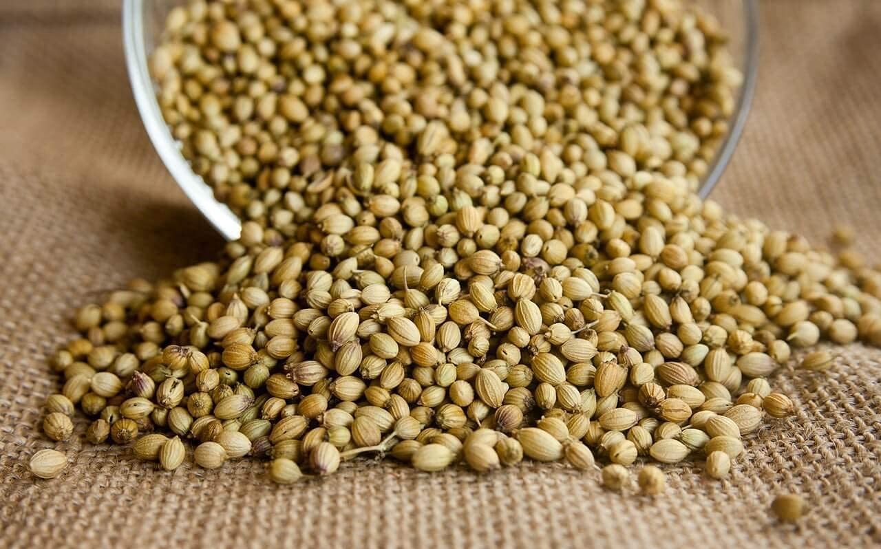 تخم گشنیز - تخم گشنیز برای لاغری