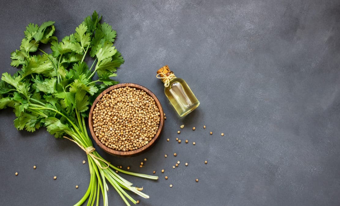 گشنیز - تخم گشنیز برای لاغری