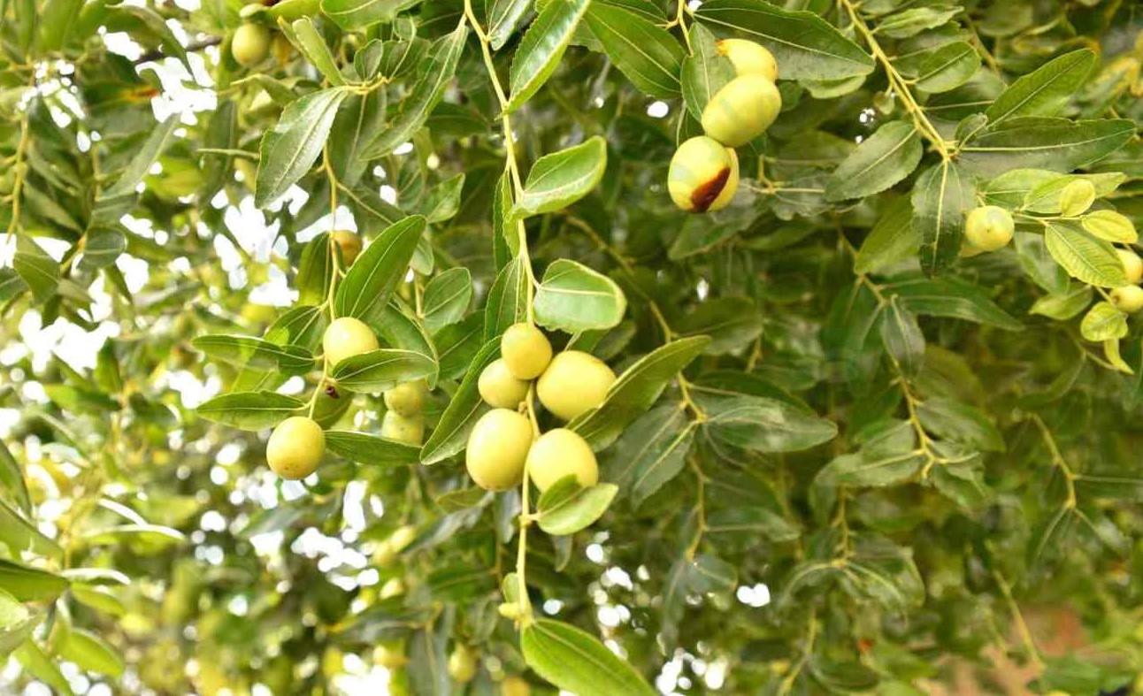 سدر - خواص سدر برای مو