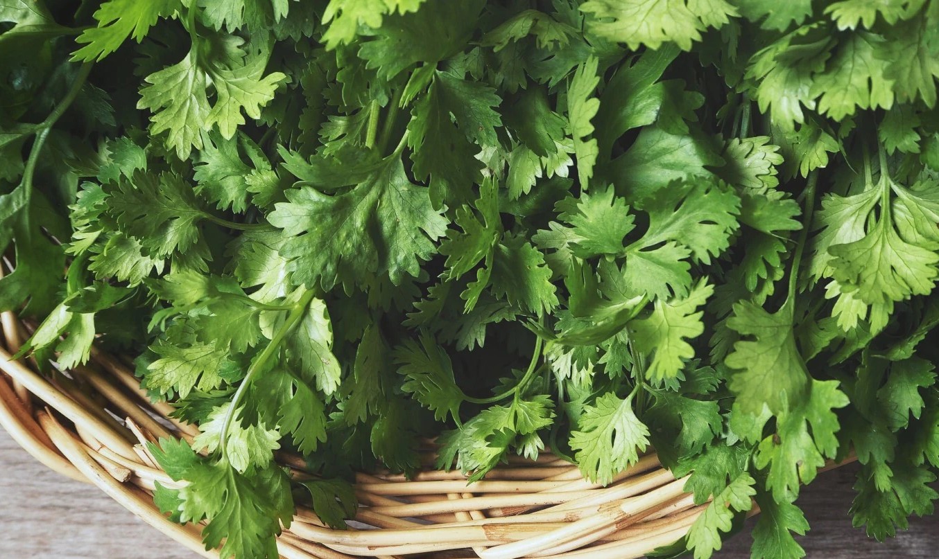 خواص گشنیز - تخم گشنیز برای لاغری