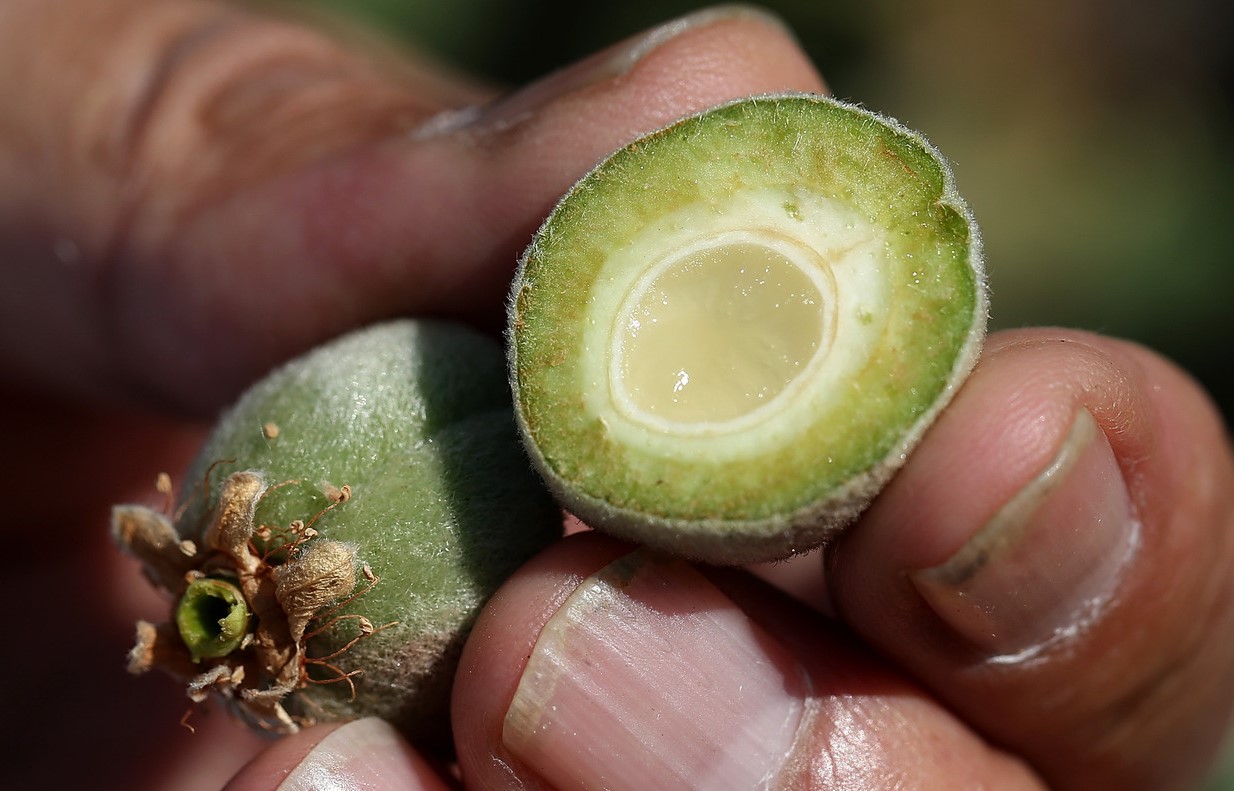 کالری چغاله بادام - خواص چغاله بادام برای لاغری