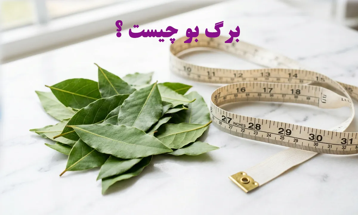 برگ بو چیست