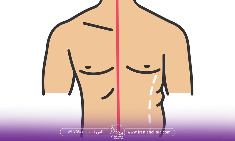 عکس وکتور از بدن خوش فرم و بدن مرد با اضافه وزن - پیکر تراشی