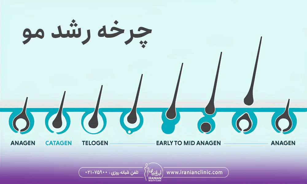 چرخه رشد مو