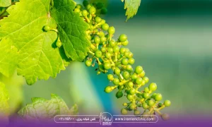 یک خوشه غوره که از شاخه درخت آویزان است