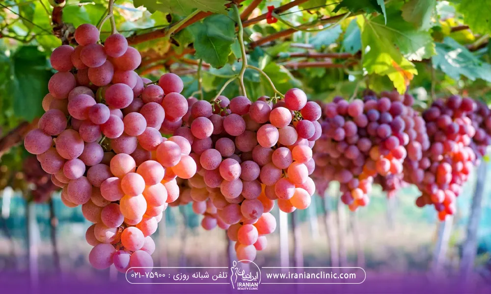 خوشه های انگور که رسیده است و آماده چیدن