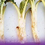 چند عدد کنگر که کنار هم قرار گرفته اند و روی یک سطح سفید قرار دارند - لاغری با کنگر