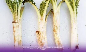 چند عدد کنگر که کنار هم قرار گرفته اند و روی یک سطح سفید قرار دارند - لاغری با کنگر