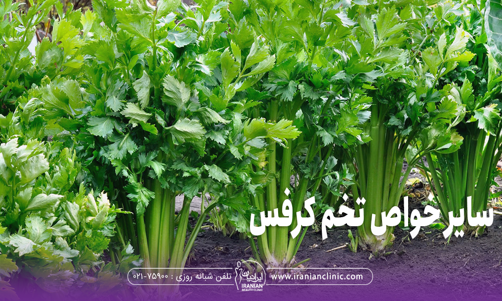 سایر خواص تخم کرفس
